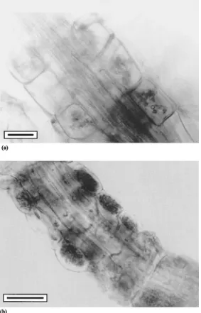 Fig. 1. (a) Intraradical colonization of Calluna vulgaris10 from natural habitat (Jesen´ıky Mts.) by an ericoid mycorrhizal fungus (bar represents �m)