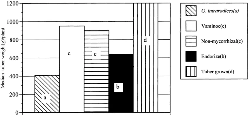 Fig. 1. Median tuber weight per plant (g) for the control and mycorrhizal treatments. Median values with different letter differ signiﬁcantly(p<0.05).