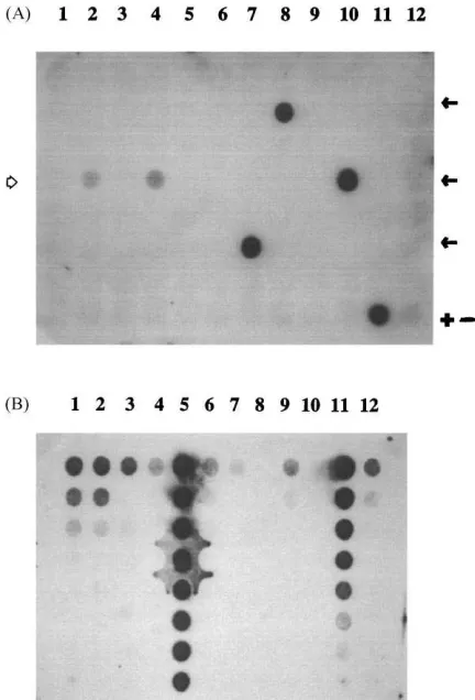 Fig. 3. (A) Dot blot hybridization of PCR amplicons obtainedwith DNA of 86 strains isolated from A1501R-inoculated soilwith the strain A1501R-speciﬁc V6 probe