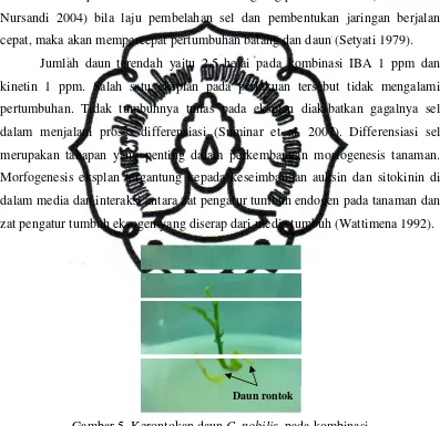 Gambar 5. Kerontokan daun C. nobilis  pada kombinasi 