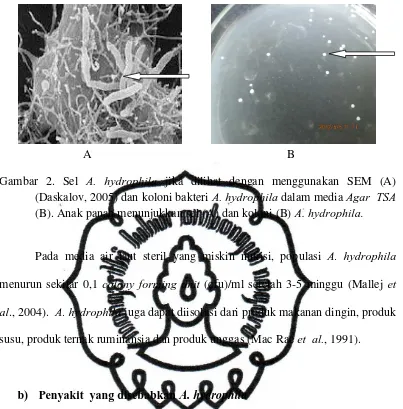 Gambar 2. Sel A. hydrophila jika dilihat dengan menggunakan SEM (A) 