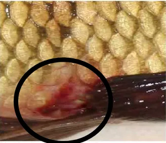 Gambar 3. Haemorrhagic septicemiacommit to user  akibat A. hydrophila pada ikan Cyprinus carpio (tanda lingkaran) (Sanoesi, 2008)