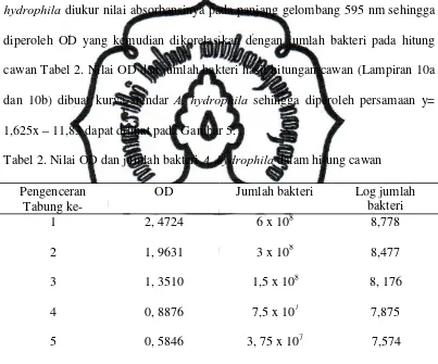Tabel 2. Nilai OD dan jumlah bakteri A. hydrophila dalam hitung cawan 