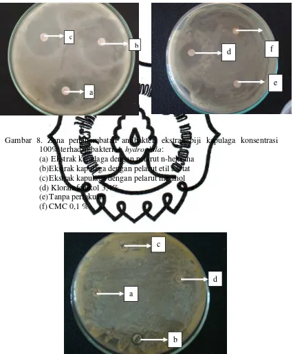 Gambar 8. Zona penghambatan antibakteri ekstrak biji kapulaga konsentrasi A. hydrophila