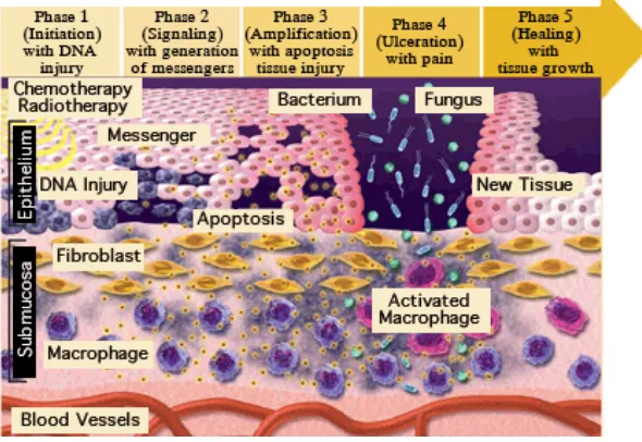 Gambar 3. Patogenesis mukositis.25 