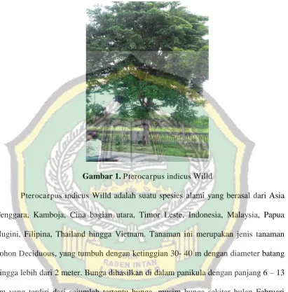 Gambar 1. Pterocarpus indicus Willd 