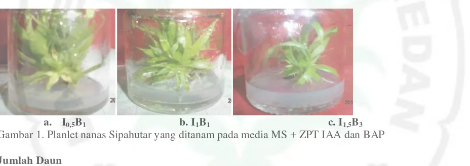 Gambar 1. Planlet nanas Sipahutar yang ditanam pada media MS + ZPT IAA dan BAP 