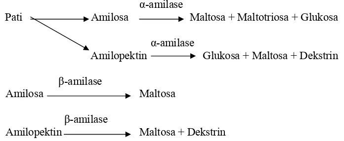 Gambar 2. Reaksi perombakan karbohidrat selama perkecambahan (Winarno, 1995)  