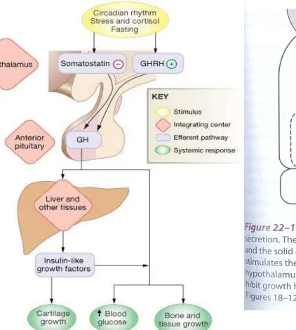 Figure 23-16: Growth hormone pathway  