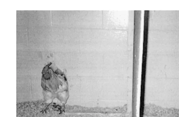 Fig. 1. As viewed by the female from the starting box, a broiler breeder strain male model is on the right and alaying strain male model is on the left.
