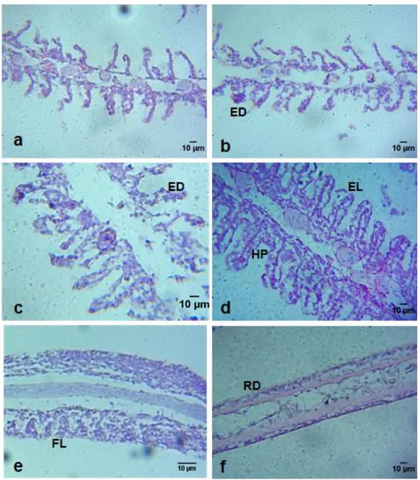 Gambar 1.   Mikroanatomi  insang  ikan  sapu-sapu  (P.  pardalis)  pada  berbagai  kelompok  perlakuan,  memperlihatkan  edema  (ED),  hiperplasia  (HP),  epithelial  lifting  (EL),  fusi  lamella  sekunder  (FL)  dan  struktur  lamella  sekunder tereduksi