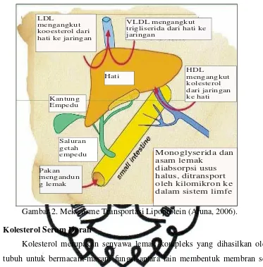 Gambar 3. Struktur kimia Kolesterol (Anonim, 2006) commit to user 