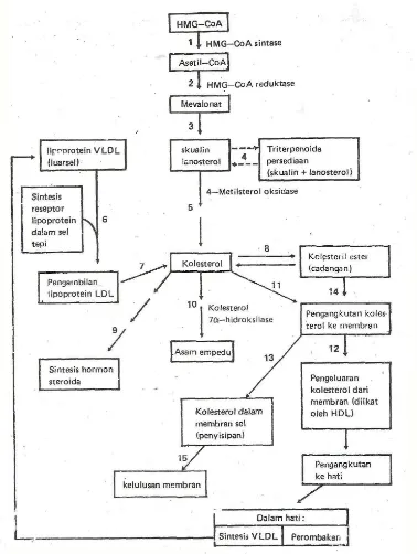 Gambar 5. Pengaturan Transport Kolesterol dalam Tubuh   (Wirahadikusumah, 1985)  