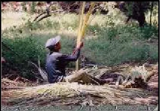 Gambar 5. Aksi Pembuangan Lidi Daun Gebang  