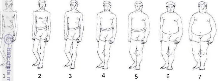 Gambar 5. Persepsi body image pada dewasa usia >18 tahun (Collins, 1990) 