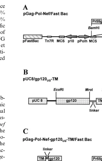 Fig. 2. (A) Schematic representation of the pGag-Pol-Nef/generated in a modiﬁed pUC8 vector, sub-cloning the gp120coding sequence at the 5multiple cloning sites (MCS), located downstream of the p10and pPolh Baculovirus late promoters, are ﬂanked by Tn7elem