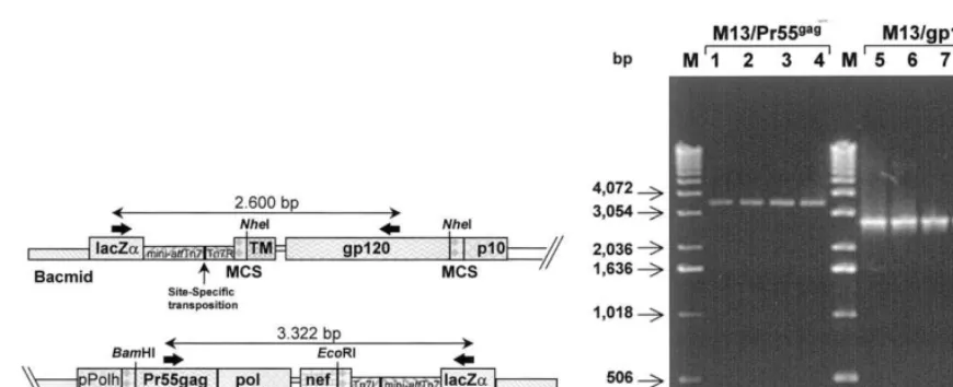 Fig. 3. (A) Schematic representation of the recombinant Bacmid resulting from the site-speciﬁc transposition of HIV-1 viral genesat the mini-attTn7 sites