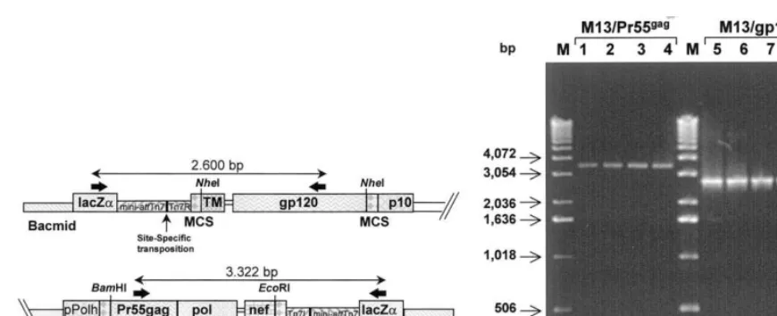 Fig. 3. (A) Schematic representation of the recombinant Bacmid resulting from the site-speciﬁc transposition of HIV-1 viral genesat the mini-attTn7 sites