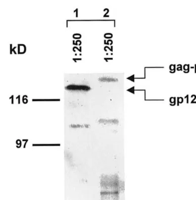 Fig. 4. Immunoblot analysis of Pr55gagMAbs (Intracel Co.) (lanes 1 and 2, respectively)