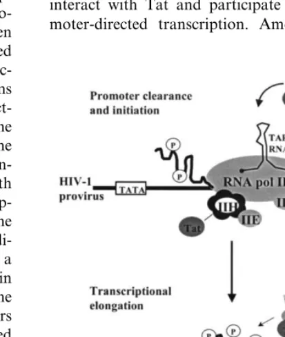 Fig. 4. Proposed model of Tat interaction with Cyclin T1 andP-TEFb to permit CDK9 mediated hyperphosphorylation ofthe carboxy-terminal domain of RNA polymerase II (conver-sion from pol IIa to pol IIo) and subsequent HIV-1 transcrip-tionalelongation.Otherproposedtranscriptionfactorinvolvement is indicated (adopted from Jones, 1997).