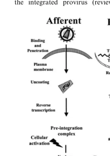 Fig. 1. The HIV-1 life cycle can theoretically be divided intoafferent and efferent components