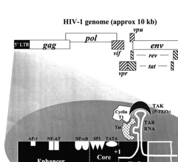 Fig. 2. A schematic representation of the HIV-1 genome and 5� long terminal repeat (LTR) promoter, indicating recognized sites ofinteraction for DNA and RNA binding proteins