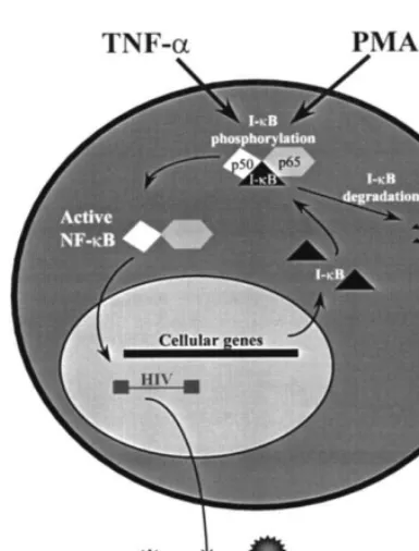Fig. 3. A schematic of nuclear factor-�cytoplasm associated with its inhibitor, I-tion by TNF-activate the appropriate cellular kinase cascades results in thephosphorylation-directed dissociation and degradation of I-�B (NF-�B) activation.The NF-�B heterod