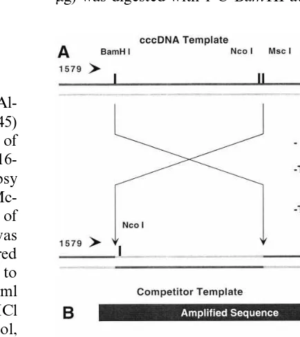 Fig. 1. (A) Construction of the competitor template, pCC-Compet. Only the region between the two primers, 1579 and2771, used in the cccDNA PCR assay is shown