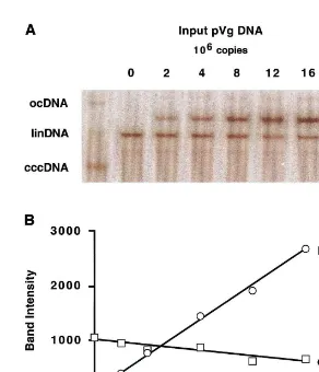 Fig. 3. (A) Quantitation of DHBV cccDNA by Southern blot. A series of reactions were assembled, each contained 0.8 �g of duckliver DNA (3.0×105 diploid genomes)