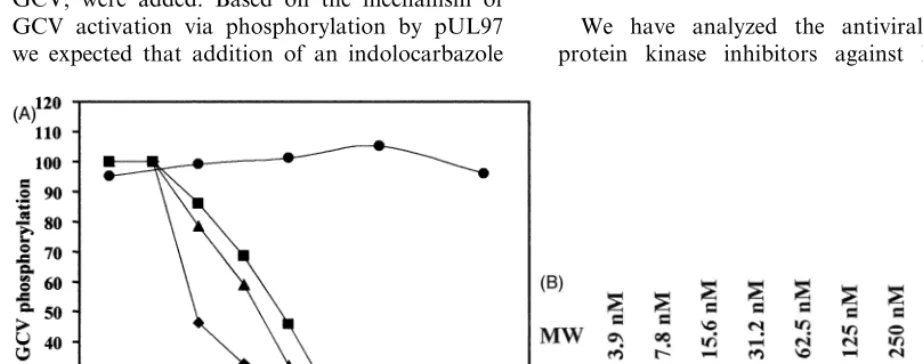 Fig. 3. (A) Dose-dependent inhibition of pUL97-dependant GCV phosphorylation by Go¨6976 (�), K252a (�), K252c (�) incomparison to roscovitine (�)