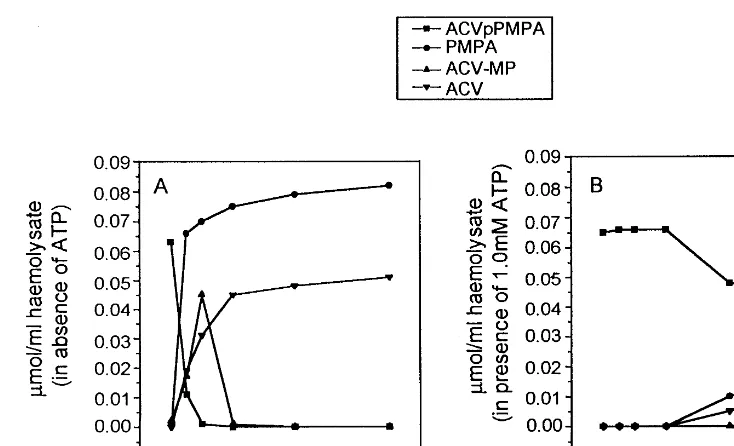 Fig. 2. Stability of ACVpPMPA in human erythrocyte lysates. ACVpPMPA (0.08 �for 7 h in the absence (A) or presence (B) of 1 mM ATP