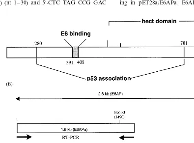 Fig. 1. The schematic representation of the functional domains of E6AP that direct E6 and p53 binding (A) and a strategy forconstruction of E6AP (B)
