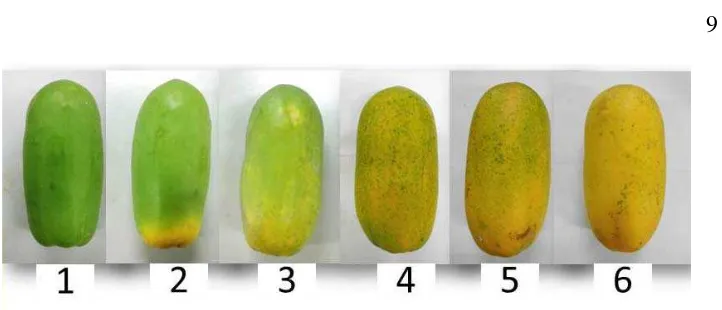 Gambar 3 Skor warna kulit buah pepaya IPB Callina hasil penelitian. 1: Hijau, 2:  Hijau dengan sedikit kuning, 3: Hijau kekuningan, 4: Kuning lebih banyak dari hijau, 5: Kuning dengan ujung hijau