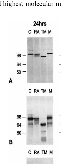 Fig. 2. RA treatment of Vero cells alters the molecular weightof HSV-1 envelope glycoproteins