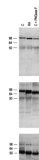 Fig.4.Proteins were extracted from parallel cultures of HSV-1 in-fected cultured Vero cells and counted to determine either[protein was measured by ELISA, as described in Fig