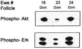 Fig. 2. Immunoblotting signal intensity (top panel) and Western blot analyses of Akt and Erk 1/Erk 2 in folliclewall samples from dominant (Dom, solid bars) and subordinate (Sub, open bars) follicles on day 5 of the oestrouscycle in three cyclic ewe lambs