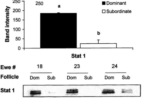 Fig. 4. Immunoblotting signal intensity (top panel) and Western blot analyses of Stat 1 in follicle wall samples ofdominant (Dom) and subordinate (Sub) follicles on day 5 of the oestrous cycle in three cyclic ewe lambs