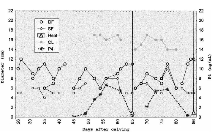 Fig. 2. Follicular development of non-suckled Brahman cow number 86-2.
