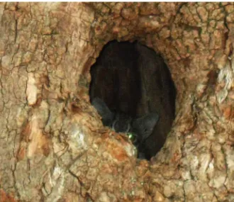 Fig 2. Rusty-spotted cat hiding inside the Mahua tree cavity at Kuno Wildlife Sanctuary, India