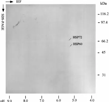 Fig. 3. Western blotting of HSP60 and HSP72 in pig 1-cell stage oocyte. This 2-D PAGE result was obtained from15 of the 1-cell stage porcine embryos