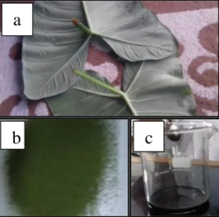 Gambar 1. Daun talas beneng yang digunakan (a), simplisia daun talas beneng (b),  ekstrak kental daun talas beneng (c) 