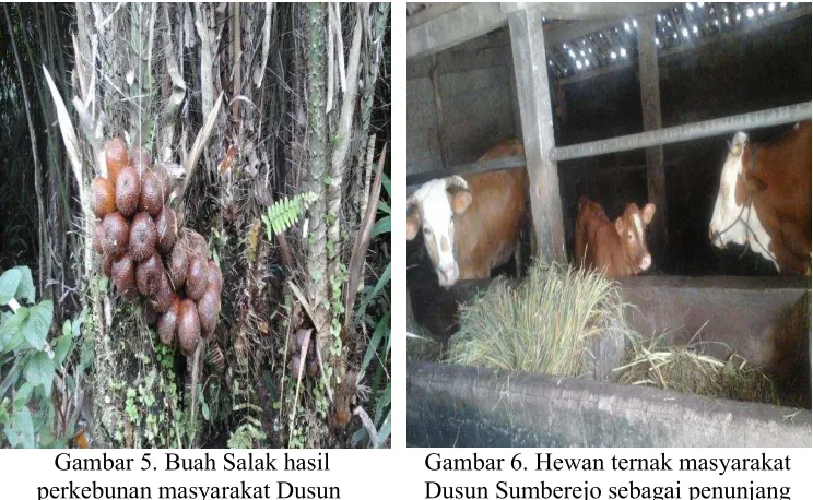 Gambar 6. Hewan ternak masyarakat 