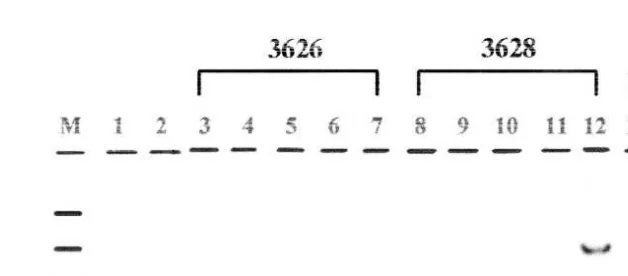 Fig. 2. Identification of a transgenic calf by Southern blot analysis. The sizes of DNA marker, named aslEcoas positive controls