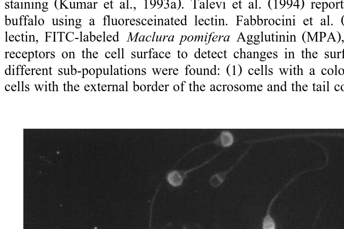 Fig. 1. Spermatozoa MPA-FITC marked: 1 Pattern 1; 2 Pattern 2 Obj. 40Ž .Ž .Ž=. .