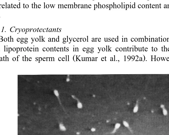 Fig. 3. Citrate–yolk-based extender: sperm vision is better than in the tris-based medium Obj