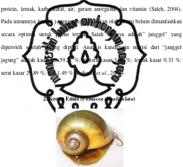 Gambar 2. Keong Emas ( Pomacea canaliculata) (Cowie et al., 2006) 