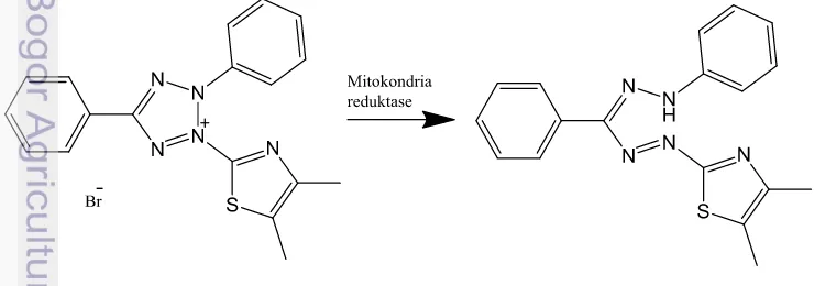 Gambar 2 Mekanisme reaksi MTT menjadi MTT formazan (Frehney 2010) 