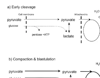 Fig. 1. Simple representation of the subjective differences in metabolic pathway preferences of carboxylicacids and glucose between the early cleavage stages a and compaction and blastulation stages b in cattle