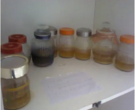 Gambar 1. Kultur kombucha pada hari ke 7
