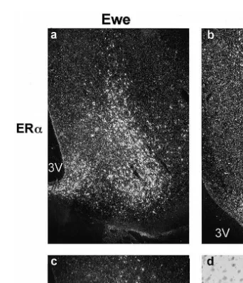Fig. 1. Photomicrographs of ER mRNA in the ventromedial nucleus: a ERŽ .a in a ewe; b ERŽ .a mRNA in aram; c ERŽ .b mRNA in a ewe; d ERŽ .b mRNA in a ram bright field at higher power to show lack of silverŽgrain accumulation over Nissl stained cells 